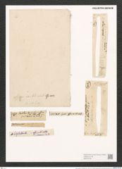 Synedra affinis var. delicatula Grun. (de-Toni-Nr.: Genus 66, Species 2607) Zeichnungen Sammlung Grunow (NHMW-BOT-W0373736)